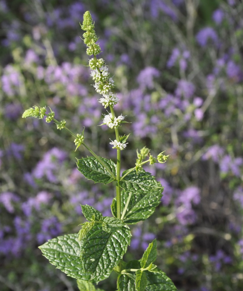 Image of genus Mentha specimen.