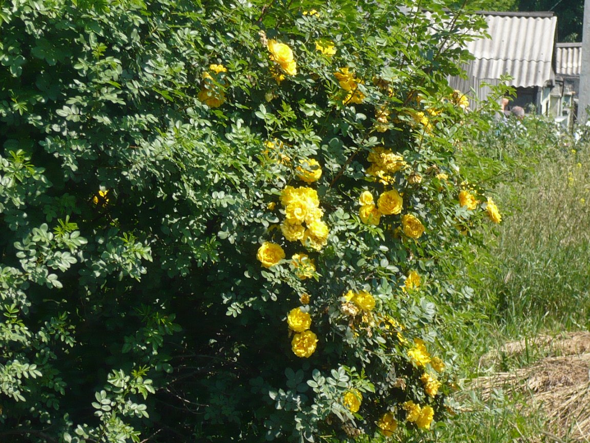 Image of Rosa foetida specimen.