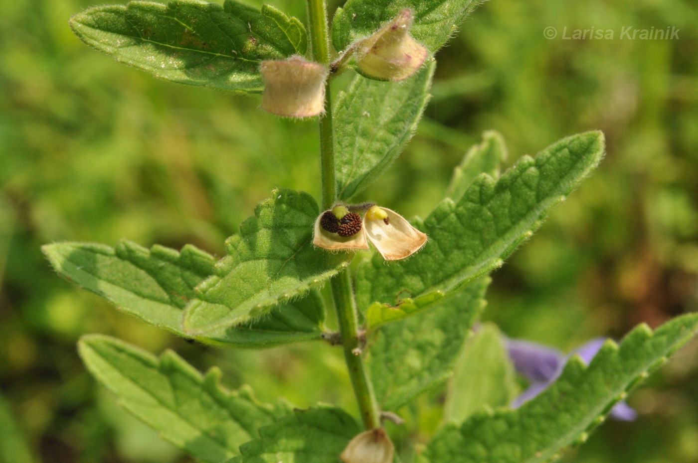 Image of Scutellaria krasevii specimen.