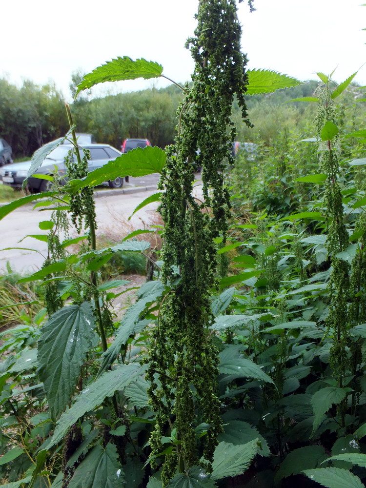 Изображение особи Urtica dioica.