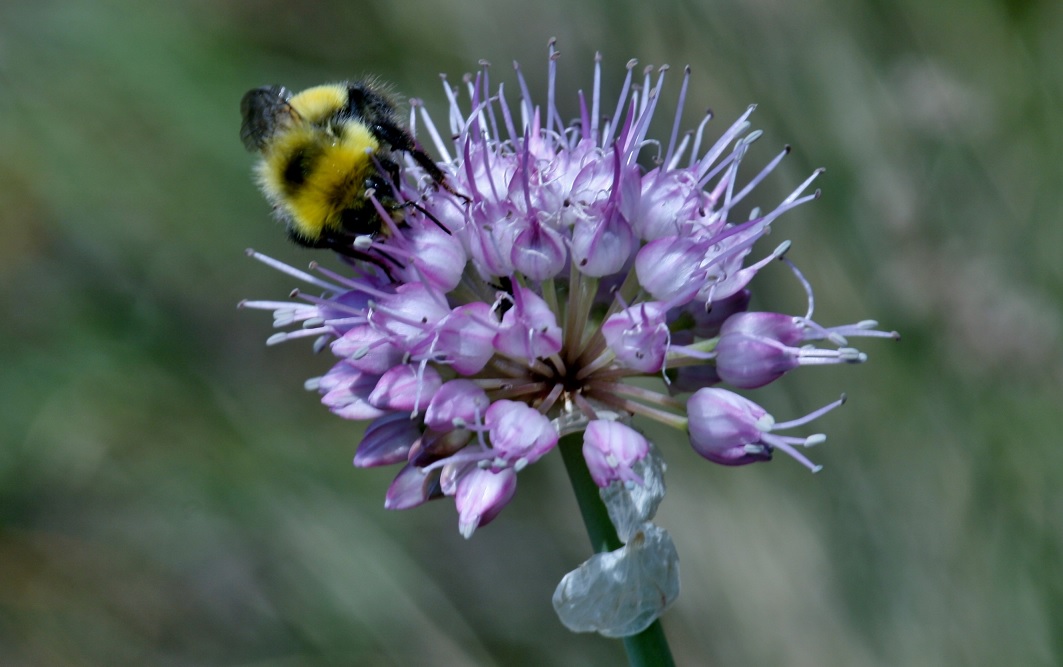 Image of Allium carolinianum specimen.