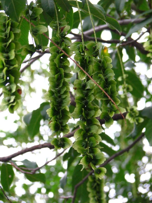 Image of Pterocarya fraxinifolia specimen.