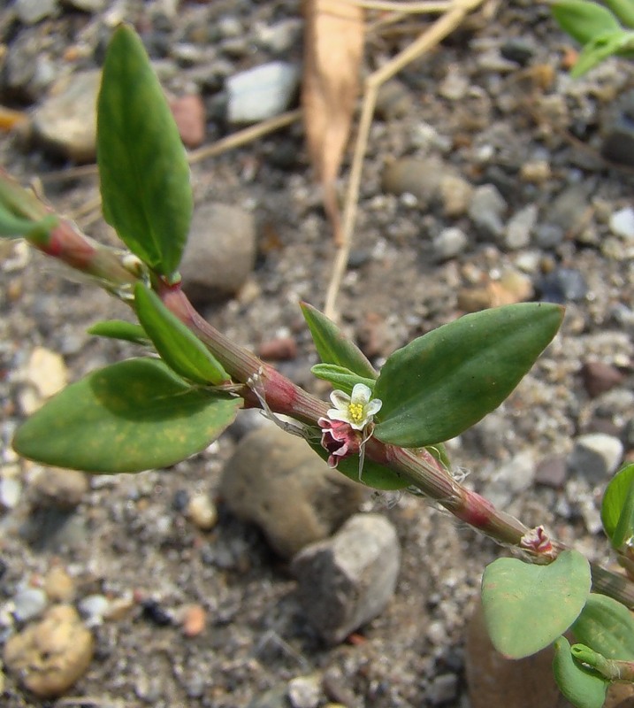 Изображение особи род Polygonum.