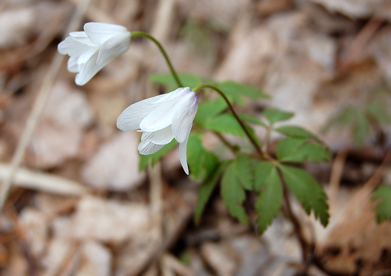 Image of Anemone altaica specimen.