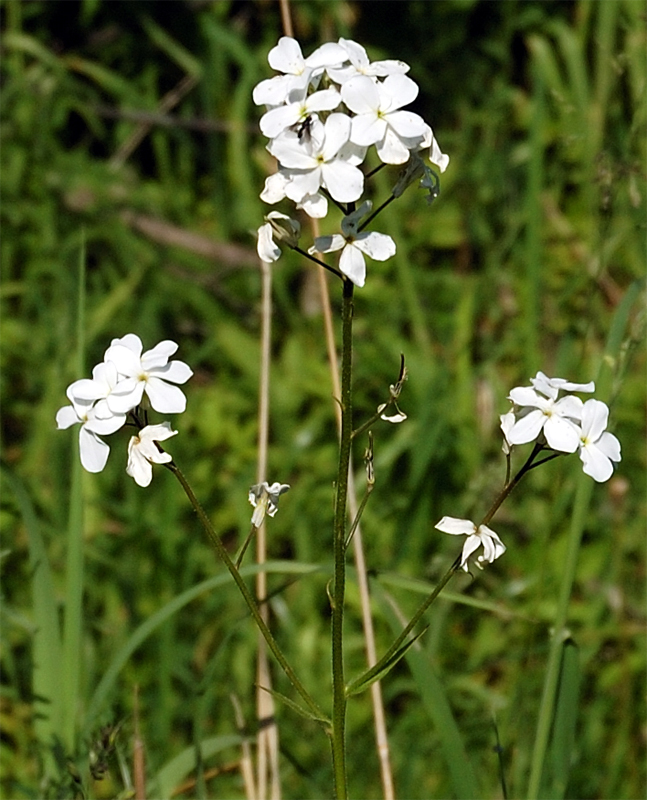 Image of Hesperis sibirica ssp. pseudonivea specimen.