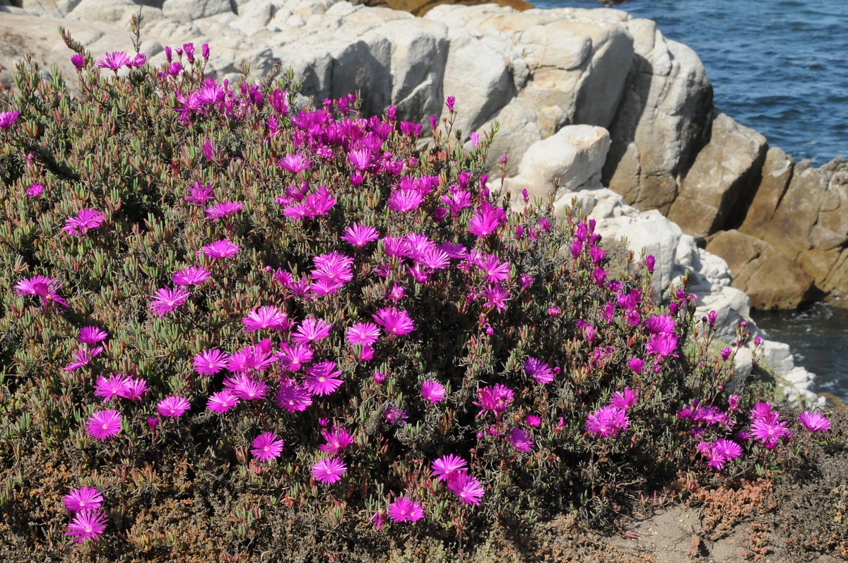 Изображение особи Lampranthus productus.