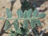 Astragalus ferganensis