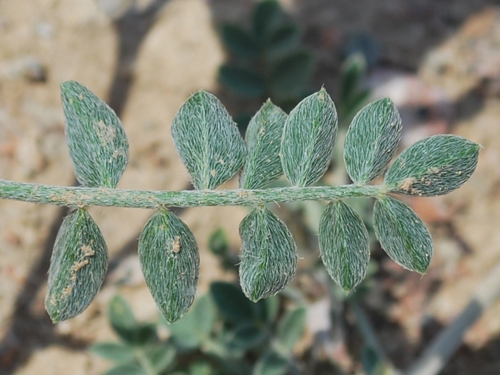 Image of Astragalus ferganensis specimen.