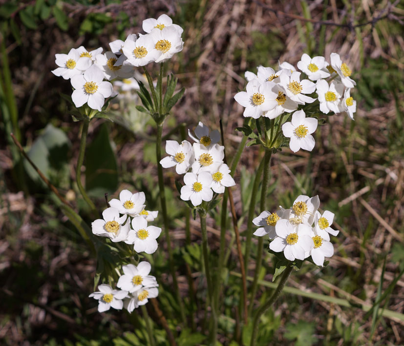 Изображение особи Anemonastrum protractum.