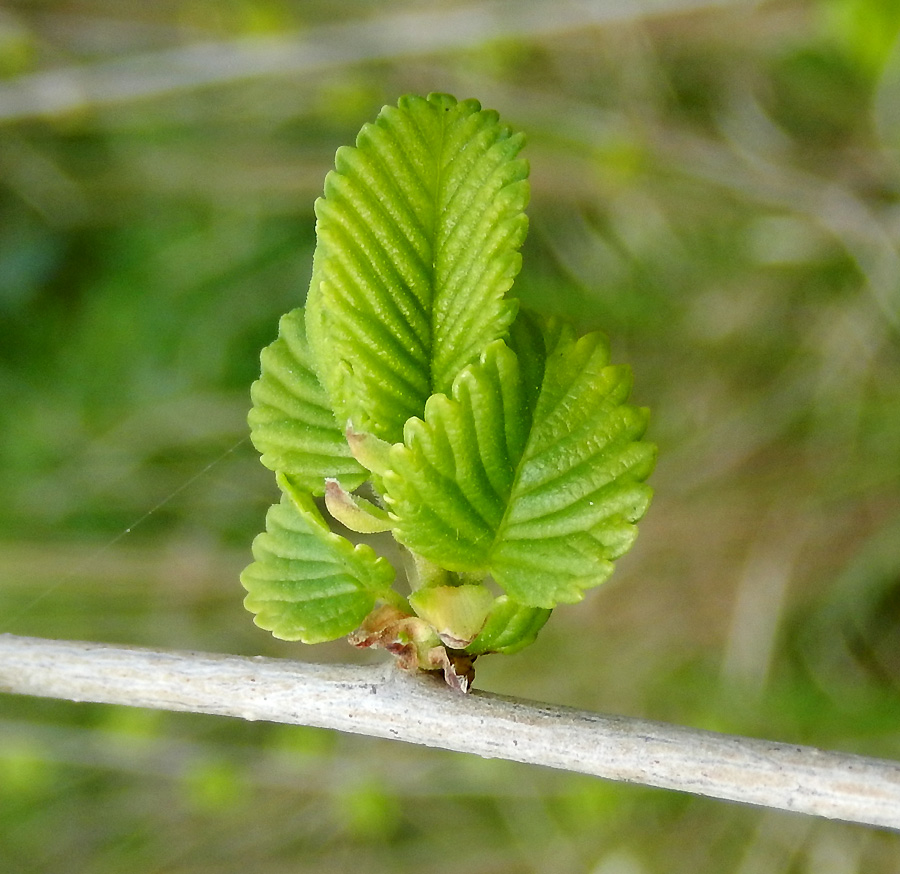 Image of Ulmus minor specimen.