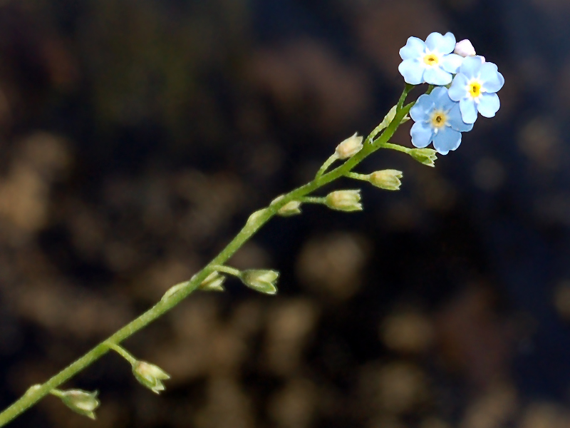 Image of Myosotis nemorosa specimen.