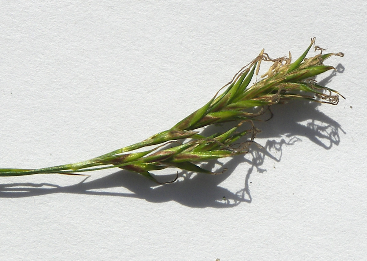 Image of genus Carex specimen.