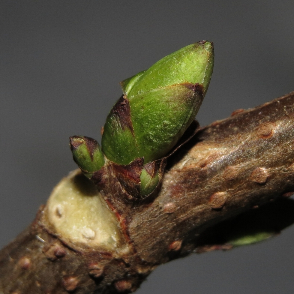 Image of Sambucus racemosa specimen.