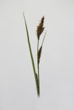 Carex hirta. Верхушка побега с соцветиями. Республика Молдова, пригород Кишинёва. 27 апреля 2009 г.