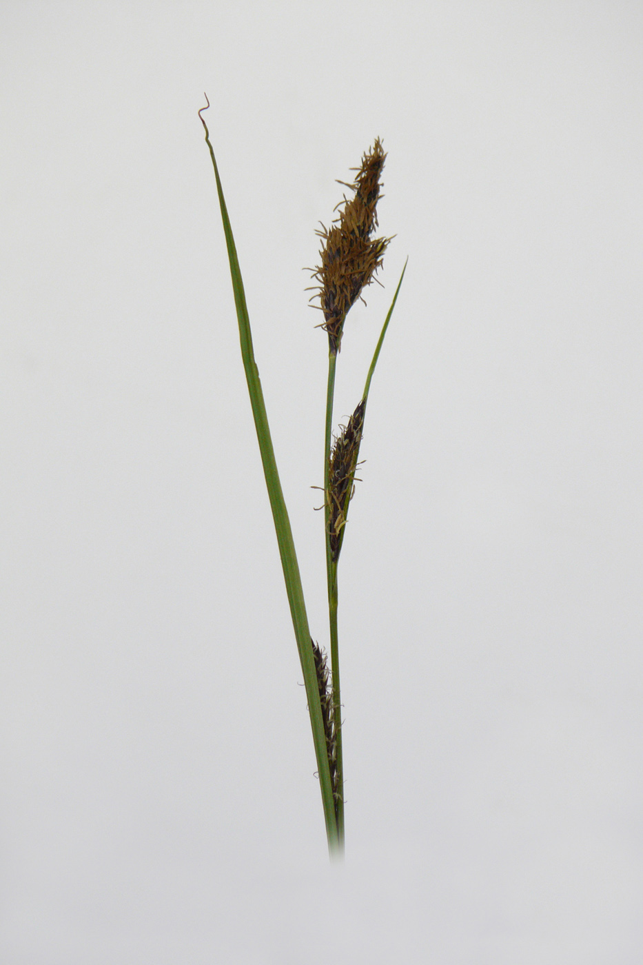 Image of Carex hirta specimen.