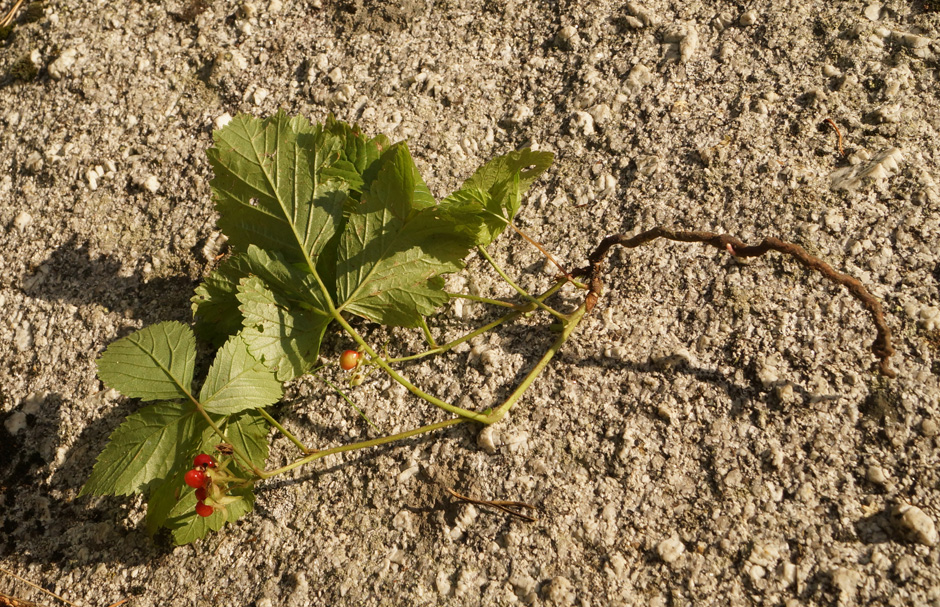 Изображение особи Rubus saxatilis.