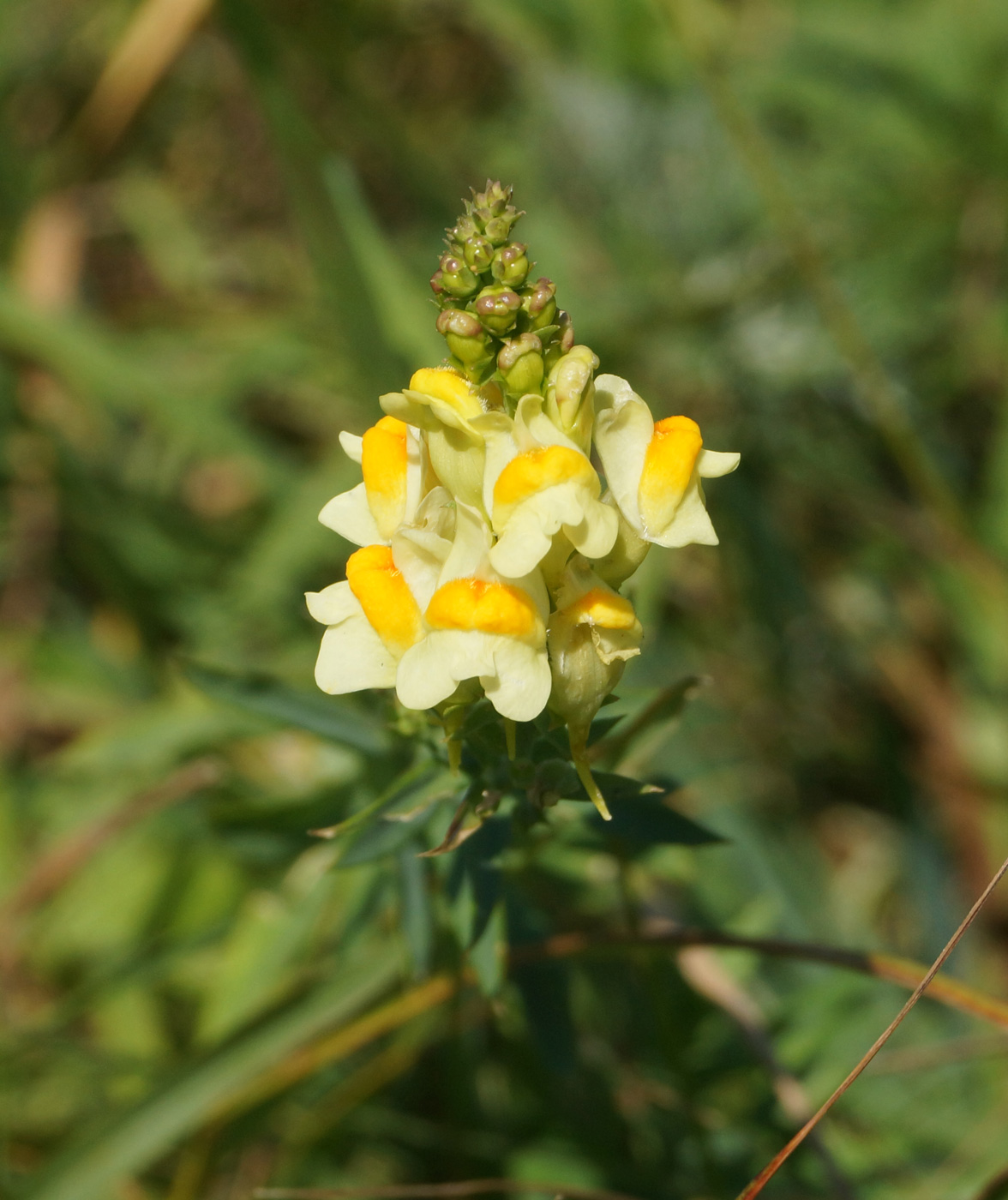 Изображение особи Linaria vulgaris.