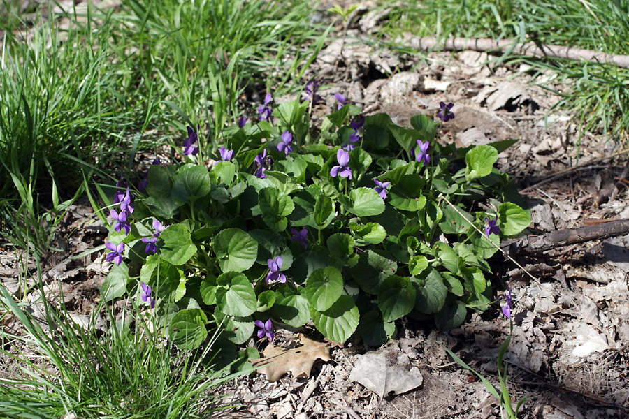 Image of Viola odorata specimen.