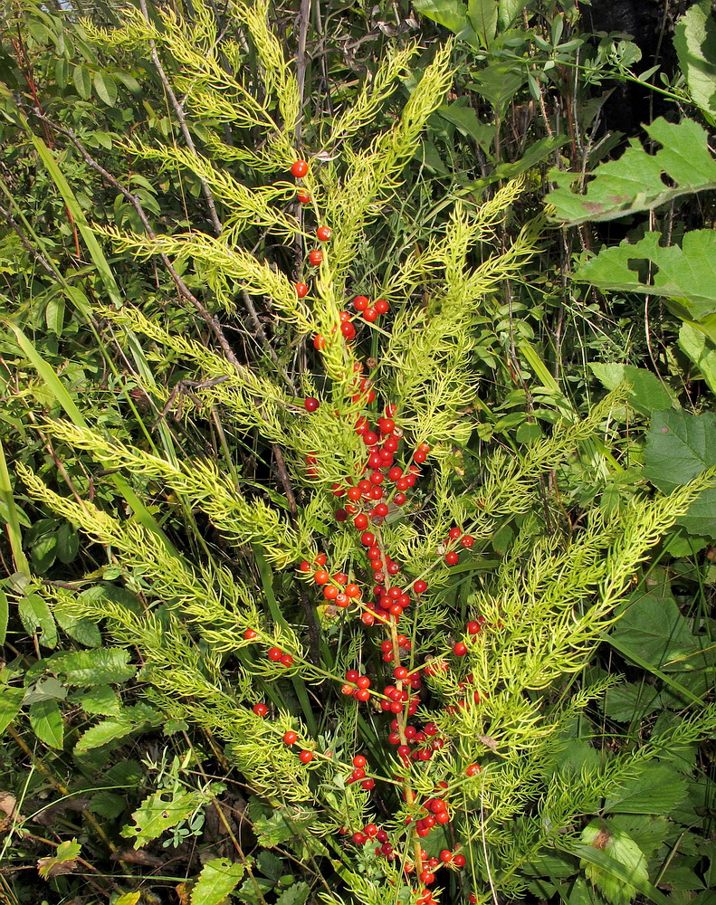 Image of Asparagus schoberioides specimen.