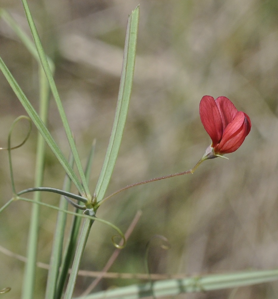 Изображение особи Lathyrus setifolius.