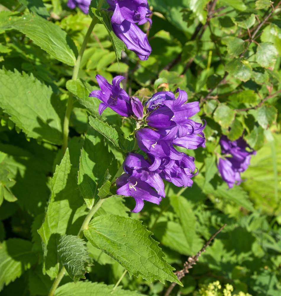 Image of Campanula latifolia specimen.