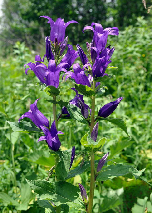 Image of Campanula latifolia specimen.