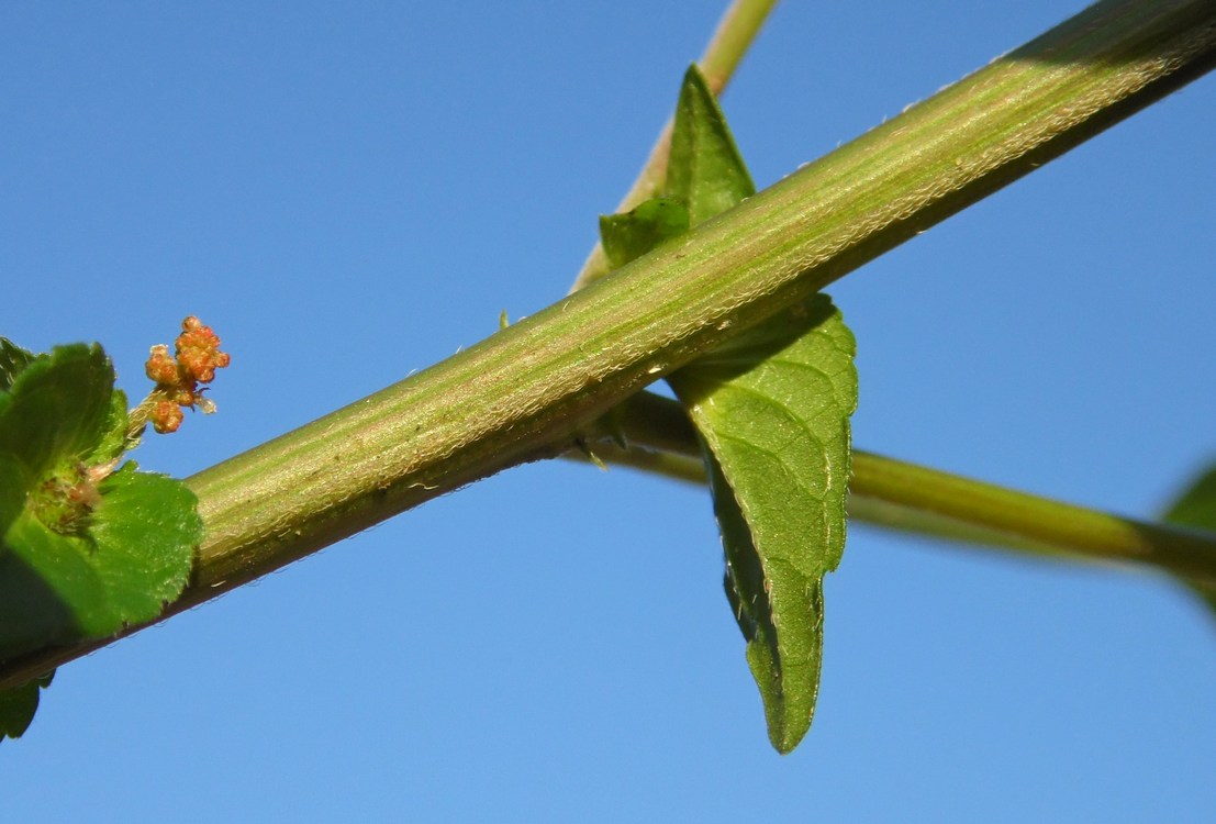 Изображение особи Acalypha australis.