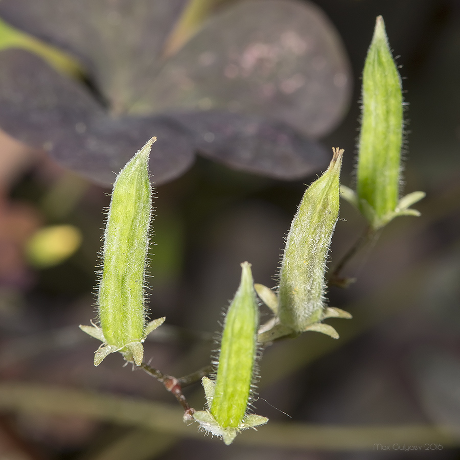 Image of Oxalis stricta specimen.