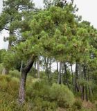 Pinus nigra. Взрослые растения с шишками. Испания, Центральная Кордильера, национальный парк Сьерра-де-Гуадаррама, гора Абантос, ок. 1250 м н.у.м. Октябрь.