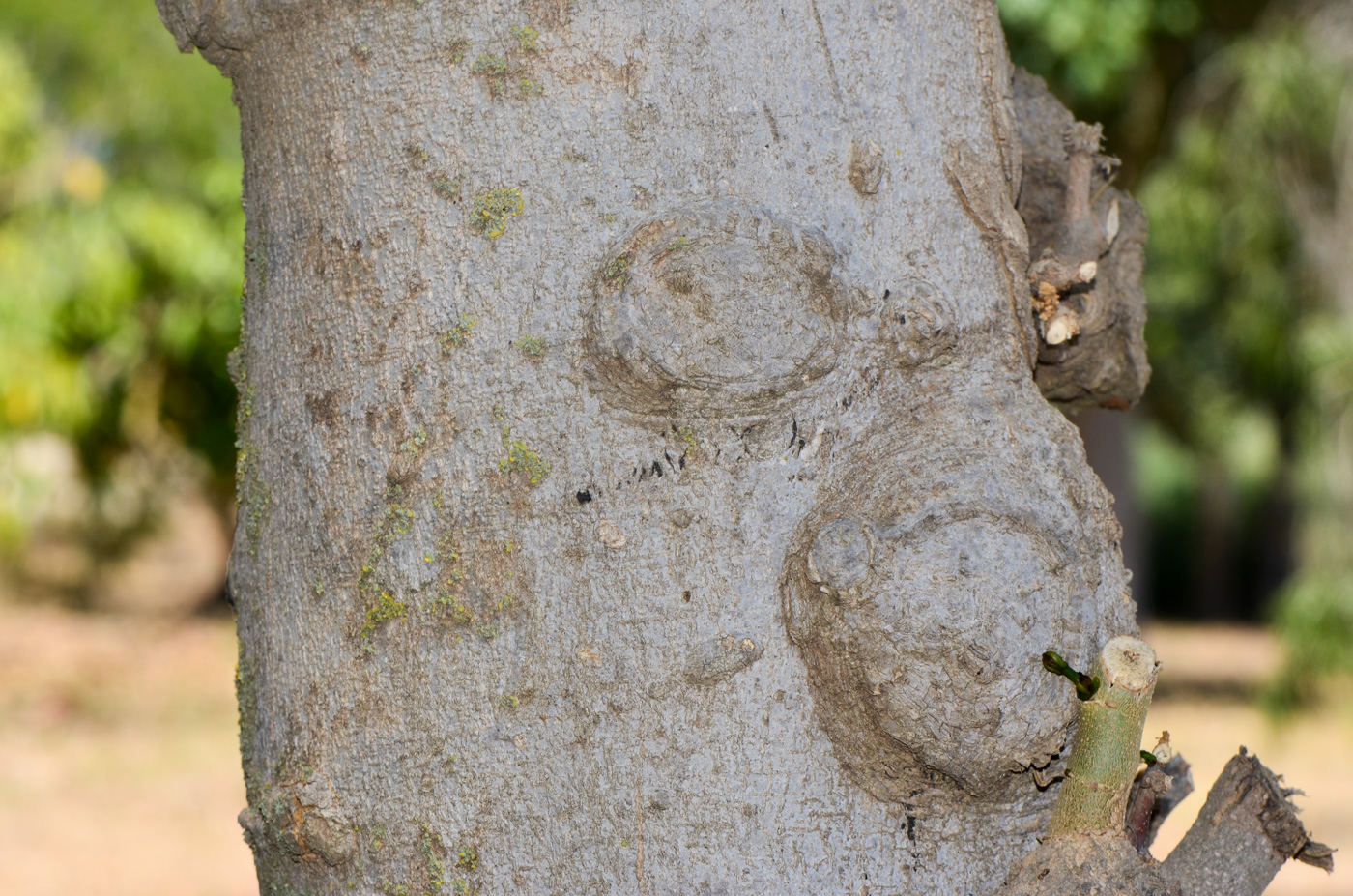 Image of Pongamia pinnata specimen.