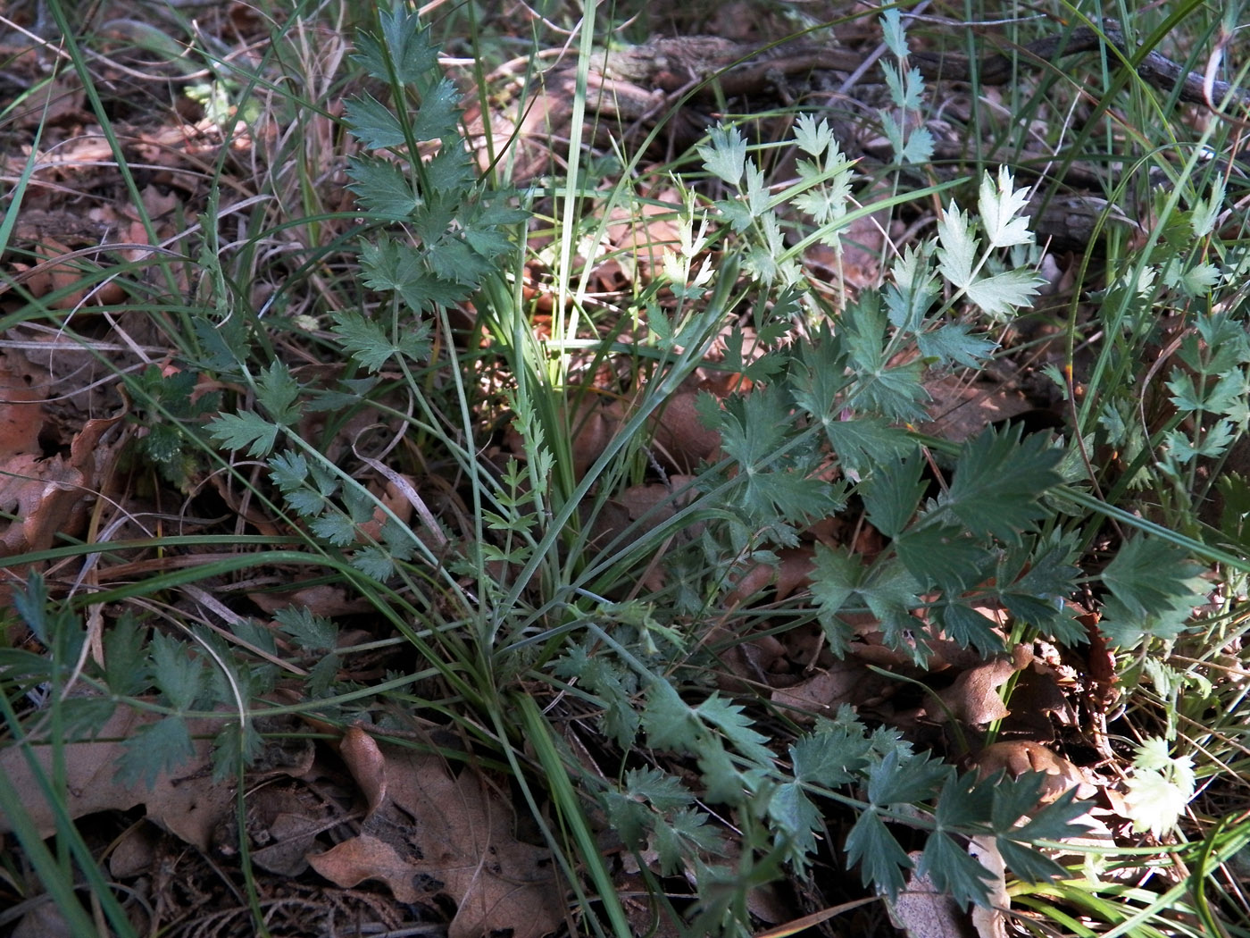 Изображение особи Pimpinella tragium.