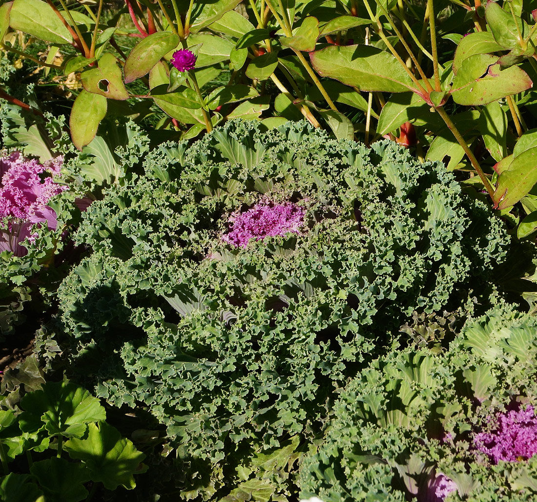 Image of Brassica oleracea var. viridis specimen.