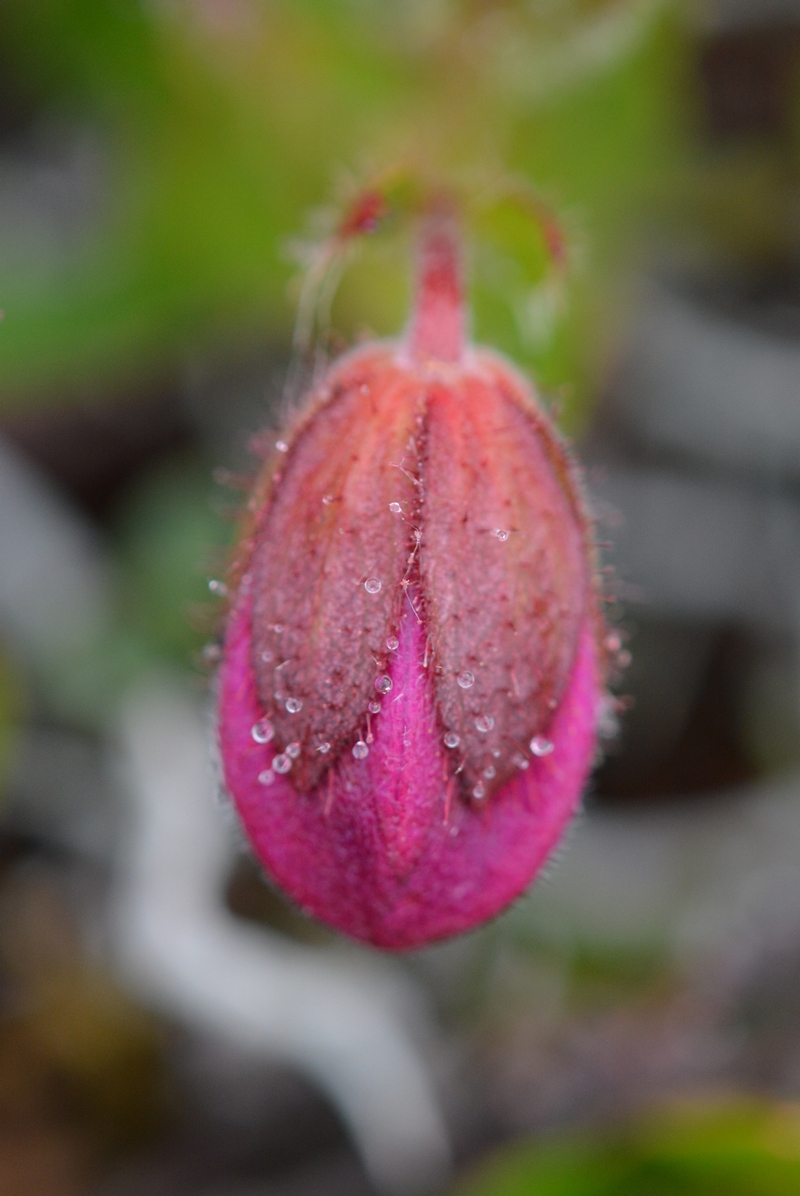 Изображение особи Rhododendron camtschaticum.