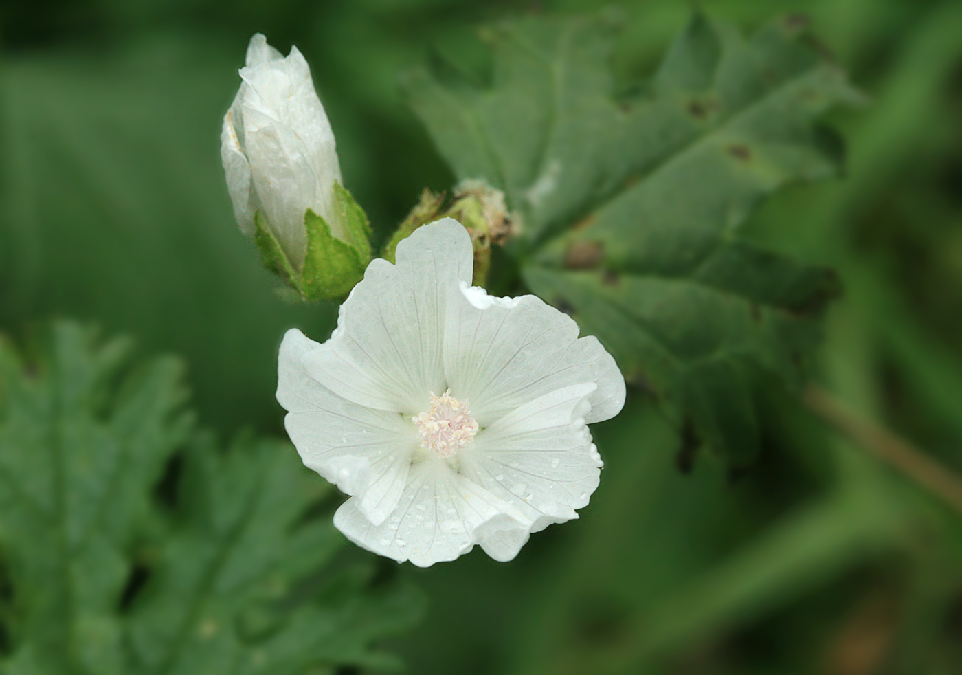 Image of Malva moschata specimen.