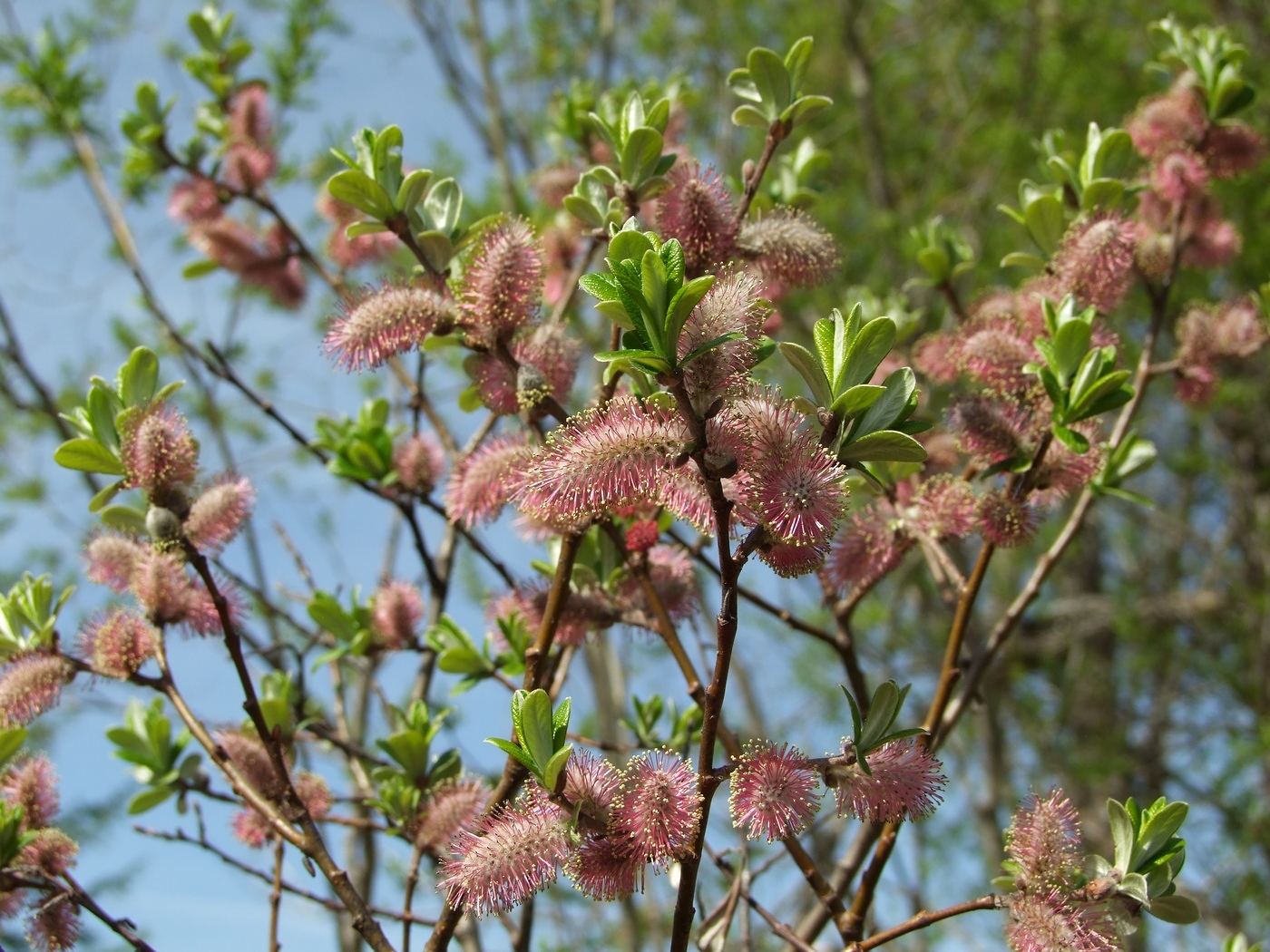 Image of Salix krylovii specimen.