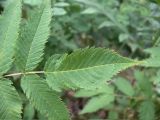 Sorbaria sorbifolia