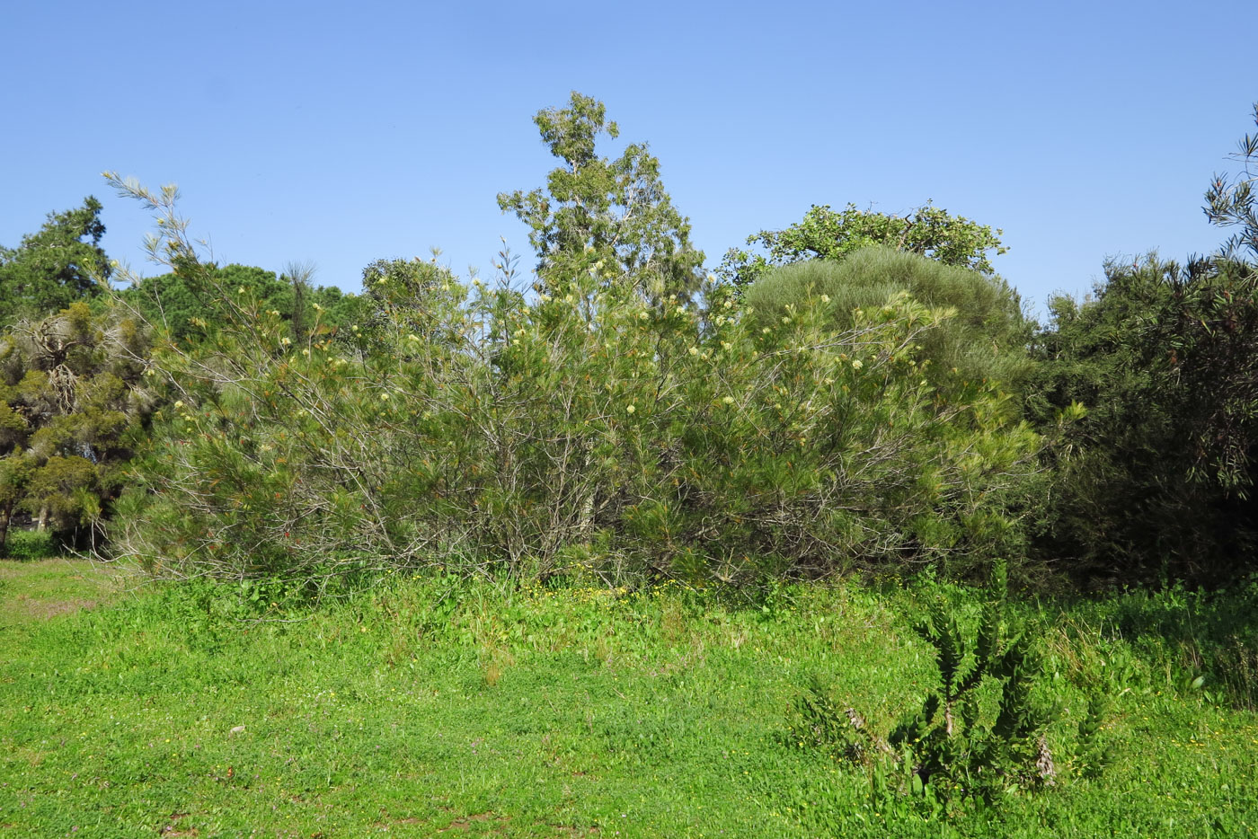 Image of Grevillea hodgei specimen.