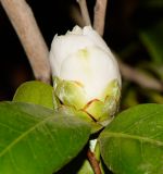 Camellia japonica. Раскрывающийся цветок (культивар). Израиль, Шарон, пос. Кфар Шмариягу, во дворе. 14.03.2017.