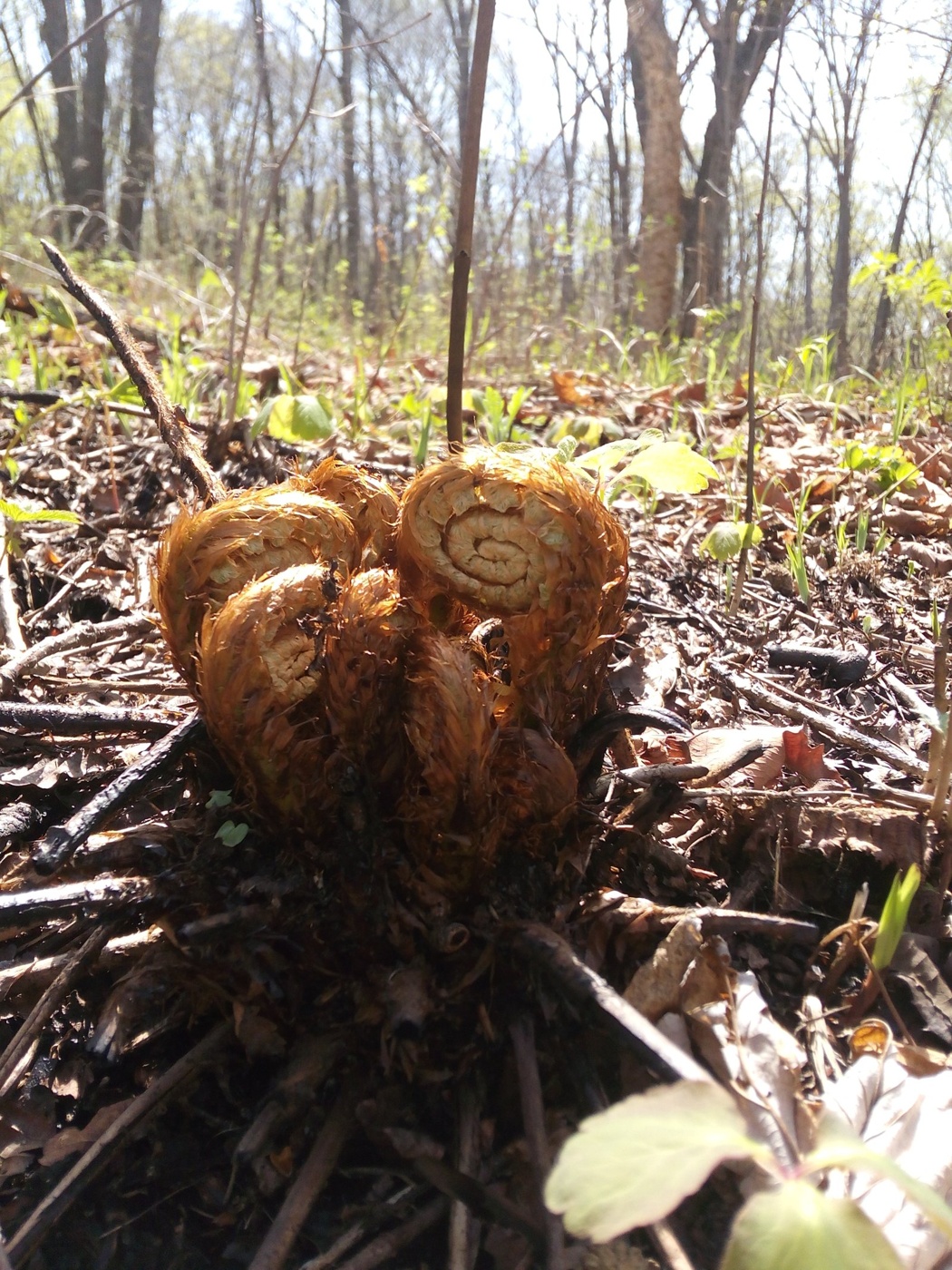 Image of Dryopteris crassirhizoma specimen.