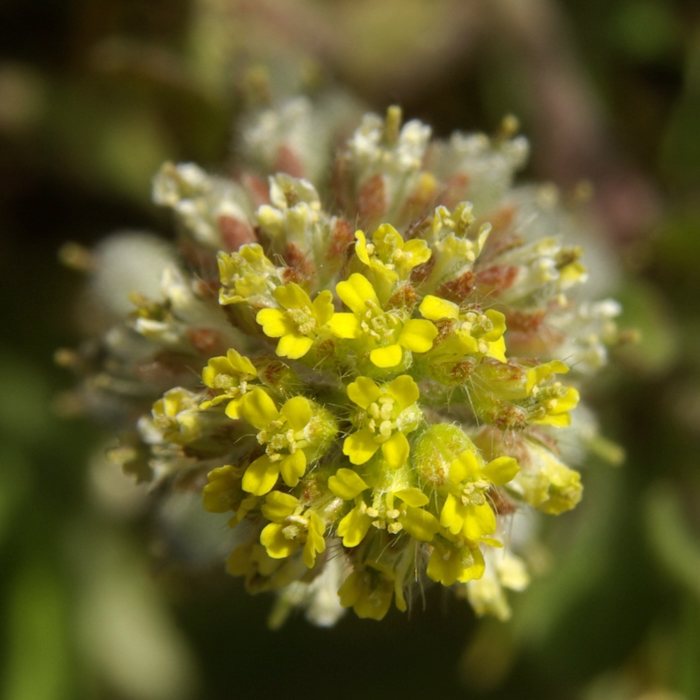 Image of Alyssum simplex specimen.