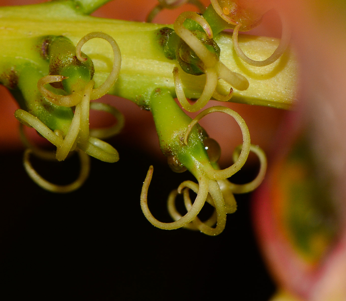 Image of Codiaeum variegatum specimen.