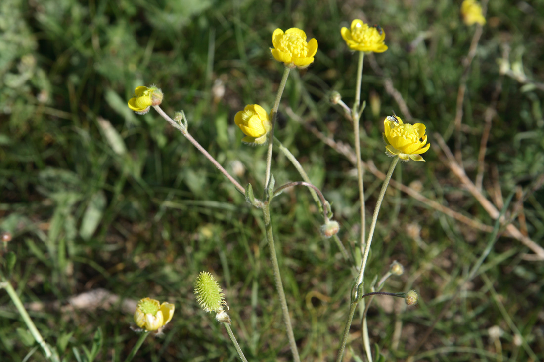 Image of Ranunculus sewerzowii specimen.