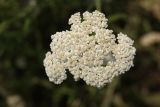 Achillea millefolium. Соцветие. Ростовская обл., г. Волгодонск, на окраине Панского леса в поле. 19.06.2017.