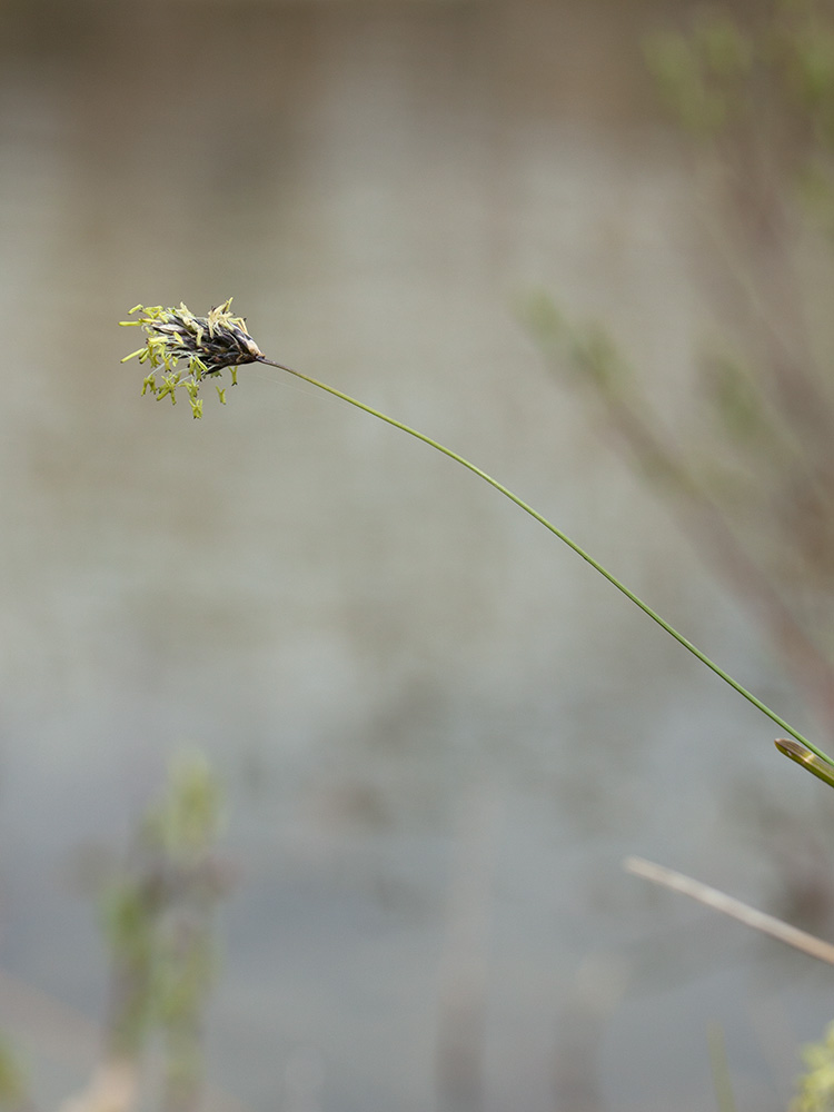 Image of Sesleria caerulea specimen.