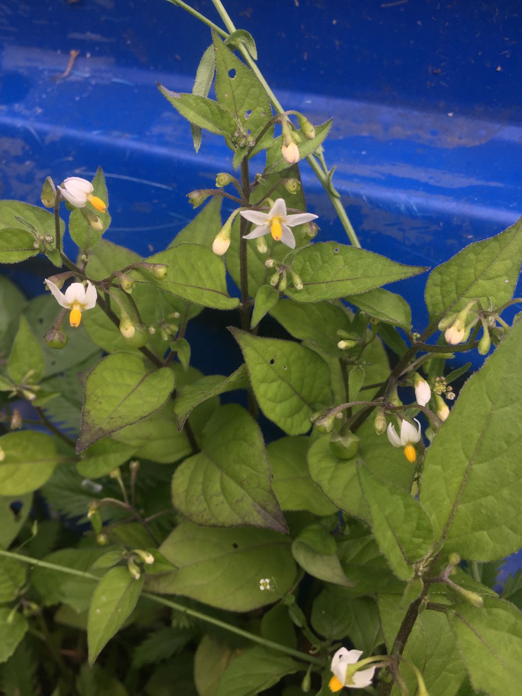 Image of Solanum nigrum specimen.