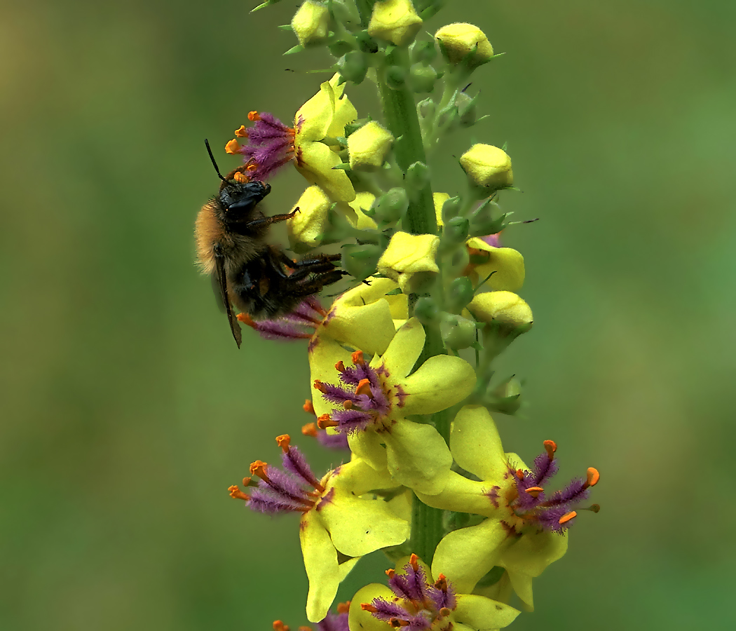 Изображение особи Verbascum nigrum.