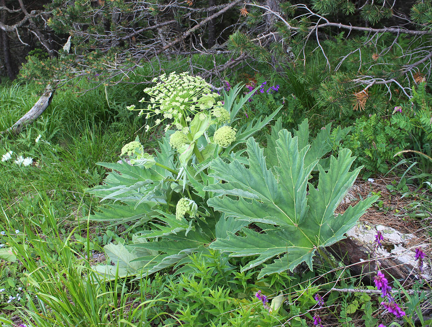 Image of Heracleum leskovii specimen.