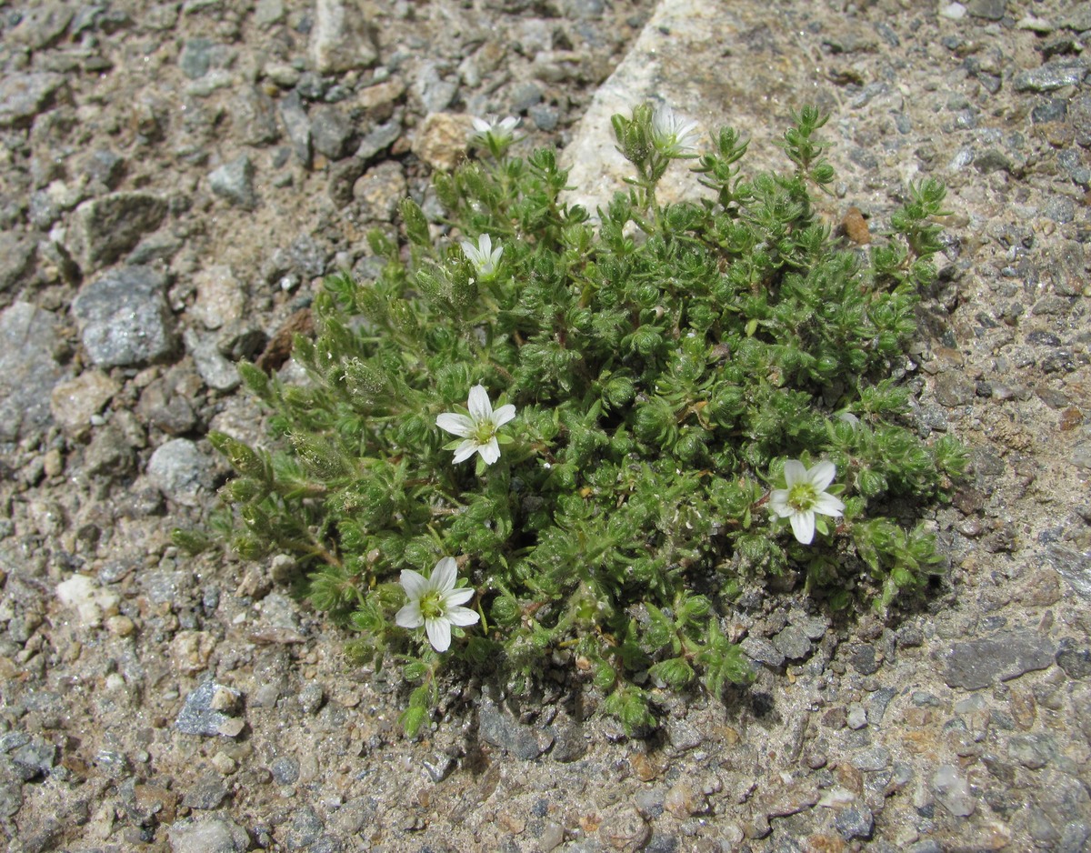 Image of Minuartia inamoena specimen.