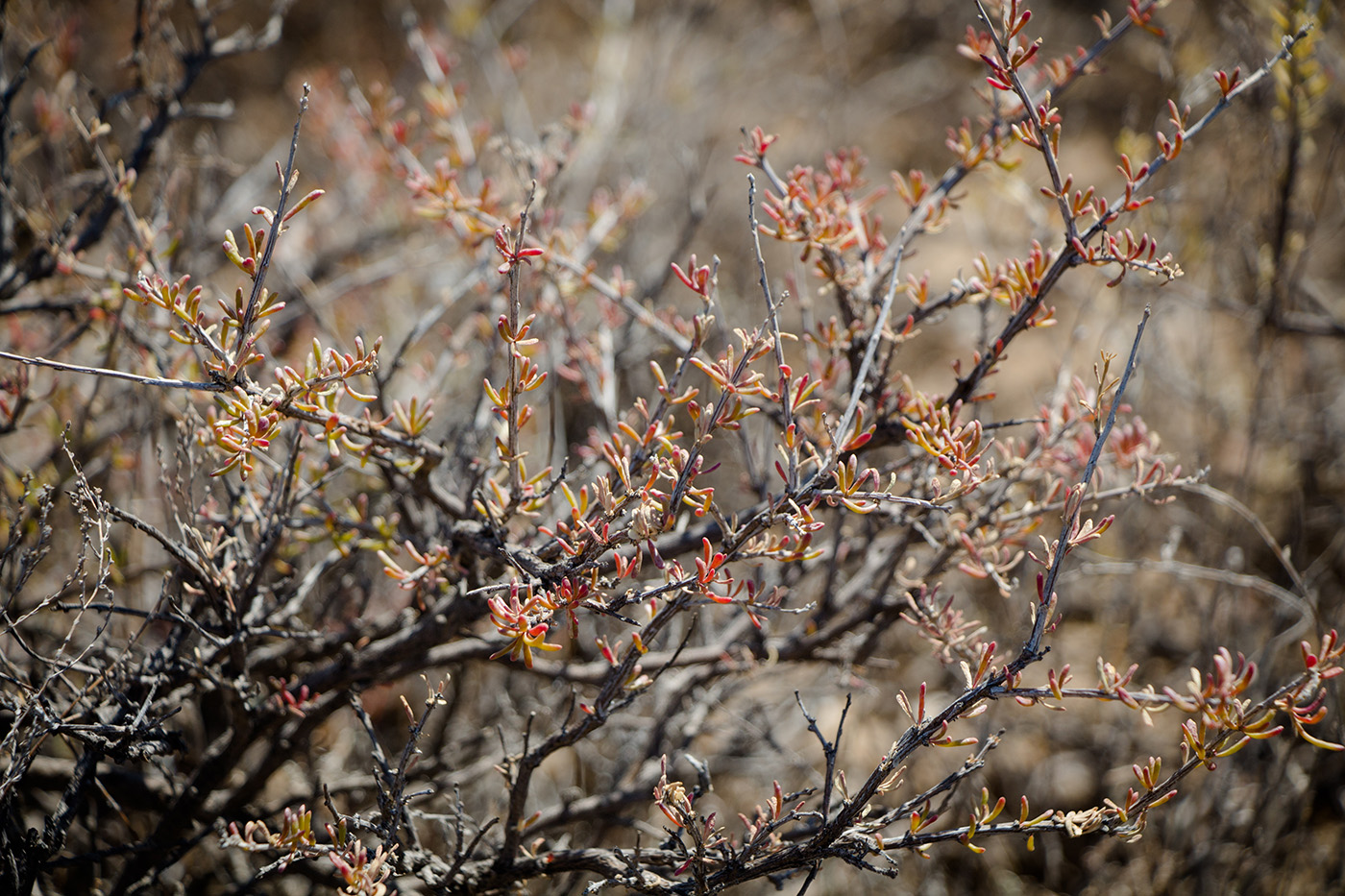 Image of Salsola arbusculiformis specimen.