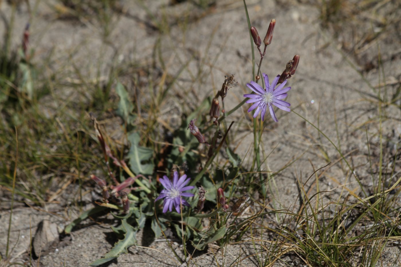 Image of Lactuca tatarica specimen.